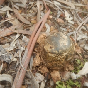 Pisolithus marmoratus at Yarralumla, ACT - 9 Jul 2017