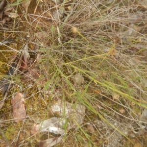 Calotis lappulacea at Yarralumla, ACT - 9 Jul 2017