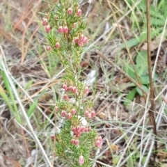 Erica lusitanica (Spanish Heath ) at Isaacs Ridge and Nearby - 10 Jul 2017 by Mike
