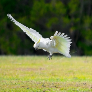 Cacatua galerita at Millingandi, NSW - 9 Jul 2017