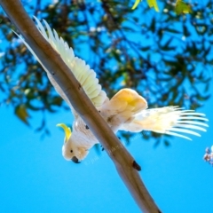 Cacatua galerita at Millingandi, NSW - 9 Jul 2017