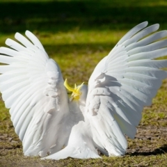 Cacatua galerita at Millingandi, NSW - 9 Jul 2017