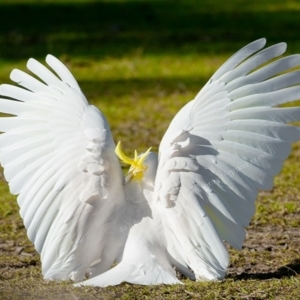 Cacatua galerita at Millingandi, NSW - 9 Jul 2017