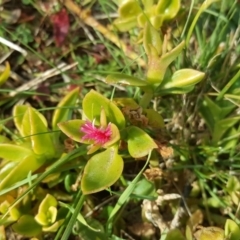 Aptenia cordifolia (Baby Sun Rose, Heartleaf Ice Plant) at Isaacs, ACT - 20 Jul 2017 by Mike