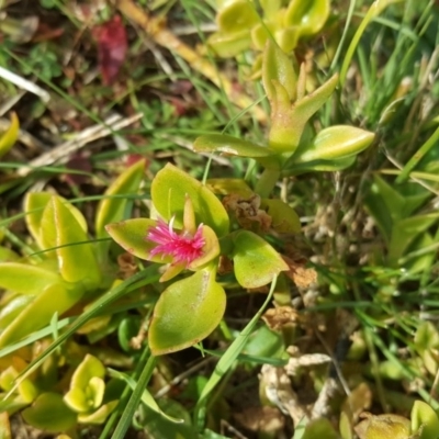 Aptenia cordifolia (Baby Sun Rose, Heartleaf Ice Plant) at Isaacs, ACT - 20 Jul 2017 by Mike