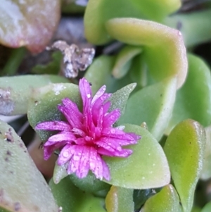 Aptenia cordifolia at Isaacs, ACT - 20 Jul 2017 09:56 AM