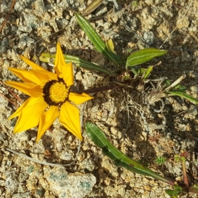 Gazania rigens (Treasure Flower) at Isaacs, ACT - 10 Jul 2017 by Mike