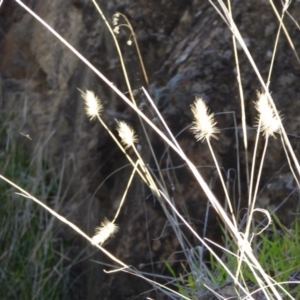 Cynosurus echinatus at Hall, ACT - 26 Jun 2017 03:40 PM