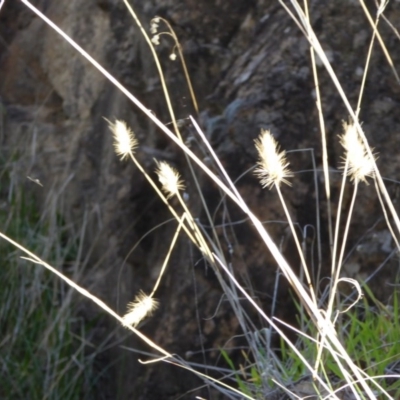 Cynosurus echinatus (Rough Dog's Tail Grass) at Hall, ACT - 26 Jun 2017 by AndyRussell