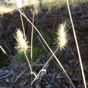 Cynosurus echinatus at Hall, ACT - 26 Jun 2017 03:40 PM