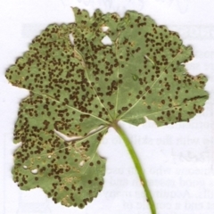 Puccinia malvacearum (Hollyhock rust) at Hughes Garran Woodland - 25 Nov 2005 by ruthkerruish