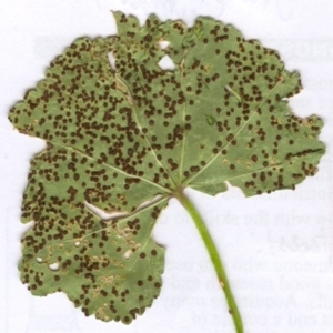 Puccinia malvacearum at Hughes, ACT - 25 Nov 2005