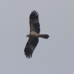 Haliastur sphenurus (Whistling Kite) at Pialligo, ACT - 10 Jul 2017 by AlisonMilton