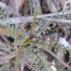 Indigofera adesmiifolia (Tick Indigo) at Isaacs Ridge and Nearby - 10 Jul 2017 by Mike