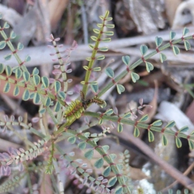 Indigofera adesmiifolia (Tick Indigo) at Isaacs, ACT - 10 Jul 2017 by Mike