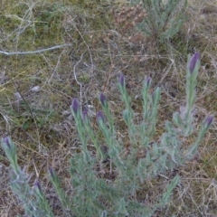 Lavandula stoechas (Spanish Lavender or Topped Lavender) at Isaacs, ACT - 10 Jul 2017 by Mike