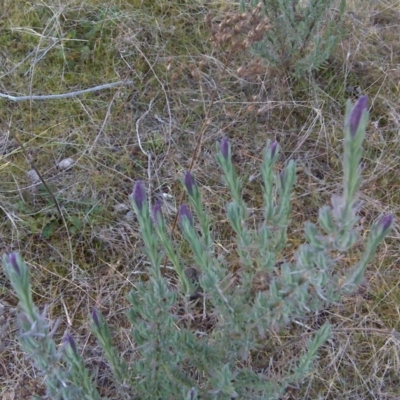 Lavandula stoechas (Spanish Lavender or Topped Lavender) at Isaacs Ridge - 10 Jul 2017 by Mike