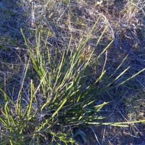 Cytisus scoparius subsp. scoparius at Isaacs, ACT - 10 Jul 2017 04:28 PM