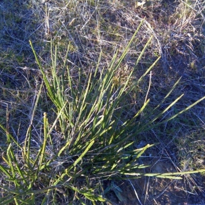 Cytisus scoparius subsp. scoparius (Scotch Broom, Broom, English Broom) at Isaacs, ACT - 10 Jul 2017 by Mike
