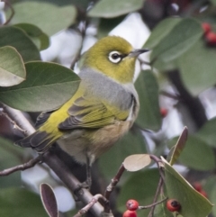 Zosterops lateralis at Pialligo, ACT - 10 Jul 2017