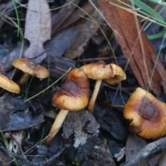 Unverified at ANBG South Annex - 6 Jul 2017 by AlisonMilton