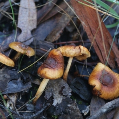 Unverified at ANBG South Annex - 6 Jul 2017 by AlisonMilton