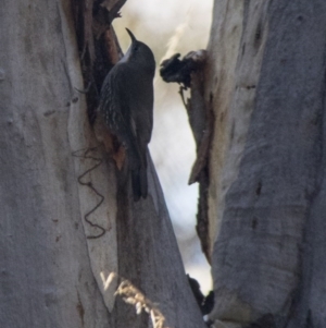 Cormobates leucophaea at Acton, ACT - 6 Jul 2017 11:28 AM