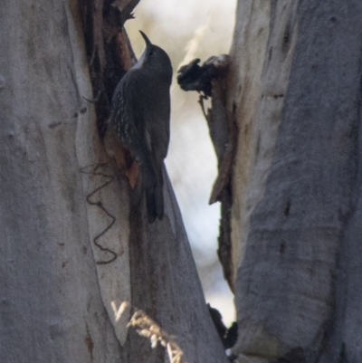 Cormobates leucophaea (White-throated Treecreeper) at Acton, ACT - 6 Jul 2017 by AlisonMilton