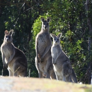 Macropus giganteus at Paddys River, ACT - 25 Jun 2017