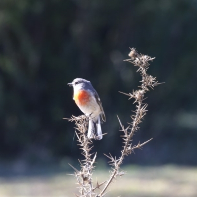 Petroica boodang (Scarlet Robin) at Tidbinbilla Nature Reserve - 24 Jun 2017 by Alison Milton