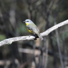 Eopsaltria australis (Eastern Yellow Robin) at Tidbinbilla Nature Reserve - 25 Jun 2017 by Alison Milton