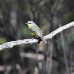 Eopsaltria australis (Eastern Yellow Robin) at Paddys River, ACT - 25 Jun 2017 by Alison Milton