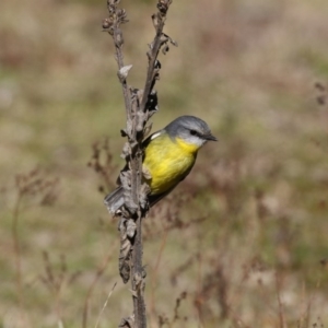 Eopsaltria australis at Paddys River, ACT - 25 Jun 2017