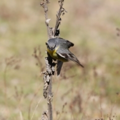 Eopsaltria australis at Paddys River, ACT - 25 Jun 2017