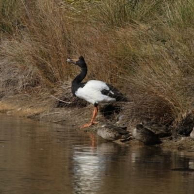 Anseranas semipalmata (Magpie Goose) at Tidbinbilla Nature Reserve - 25 Jun 2017 by AlisonMilton