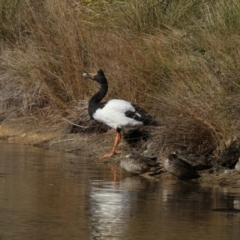 Anseranas semipalmata (Magpie Goose) at Paddys River, ACT - 25 Jun 2017 by AlisonMilton