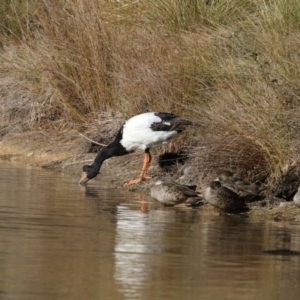 Anseranas semipalmata at Paddys River, ACT - 25 Jun 2017