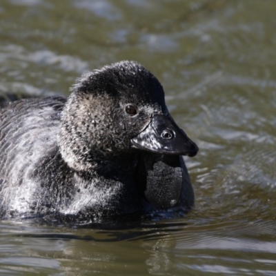 Biziura lobata (Musk Duck) at Paddys River, ACT - 25 Jun 2017 by AlisonMilton