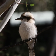 Dacelo novaeguineae (Laughing Kookaburra) at Tidbinbilla Nature Reserve - 25 Jun 2017 by AlisonMilton