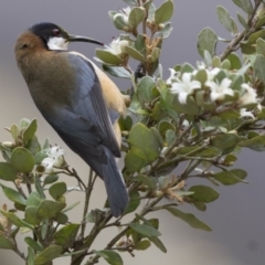 Acanthorhynchus tenuirostris (Eastern Spinebill) at ANBG - 16 Jun 2017 by Alison Milton