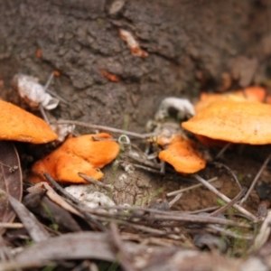 Trametes (old Pycnoporus sp.) at Acton, ACT - 16 Jun 2017