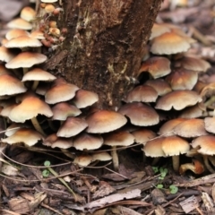 Hypholoma sp. (Hypholoma) at Acton, ACT - 16 Jun 2017 by Alison Milton