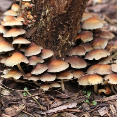 Hypholoma sp. (Hypholoma) at Acton, ACT - 16 Jun 2017 by AlisonMilton