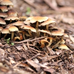 Hypholoma sp. at Acton, ACT - 16 Jun 2017