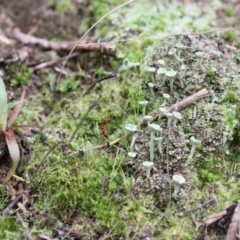 Cladonia sp. (genus) (Cup Lichen) at Acton, ACT - 15 Jun 2017 by Alison Milton