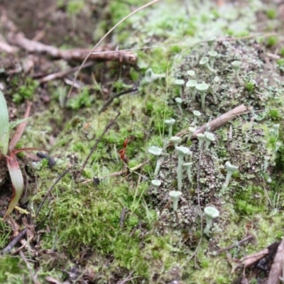 Cladonia sp. (genus) (Cup Lichen) at Acton, ACT - 15 Jun 2017 by Alison Milton