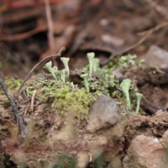 Cladonia sp. (genus) at Acton, ACT - 16 Jun 2017