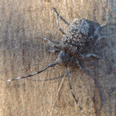 Ancita australis (Longicorn or longhorn beetle) at Point Hut to Tharwa - 21 Jan 2017 by michaelb