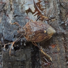 Poecilometis strigatus (Gum Tree Shield Bug) at Point Hut to Tharwa - 22 Jan 2017 by michaelb