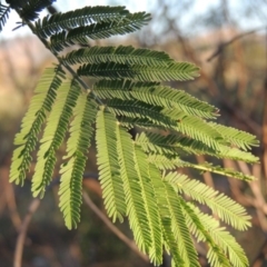 Acacia dealbata (Silver Wattle) at Paddys River, ACT - 22 Jan 2017 by michaelb